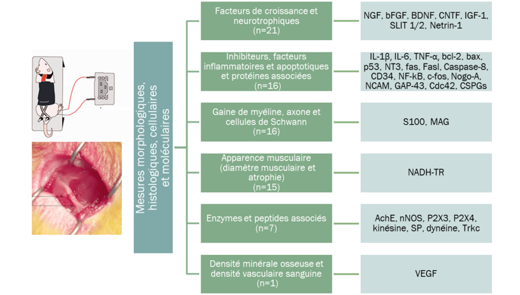 Traitement par acupuncture de la sciatique. Mécanisme d'action.