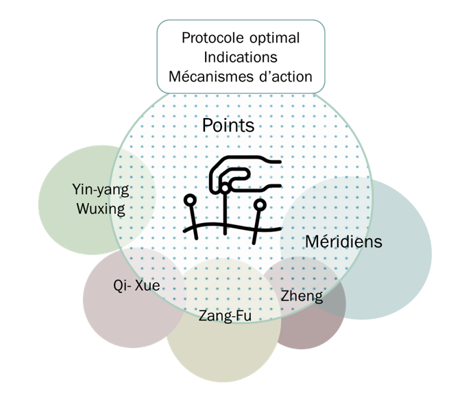 Les points et leur stimulation sont le cœur de la pratique de l'acupuncture. C'est bien à partir d'eux que se développe la recherche clinique et expérimentale. La théorie des méridiens, mais tout aussi bien les autres théories  sont des théories incidentes ou complémentaires avec des impacts pratiques variables, et qui dans tous les cas ouvrent des perspectives à explorer.