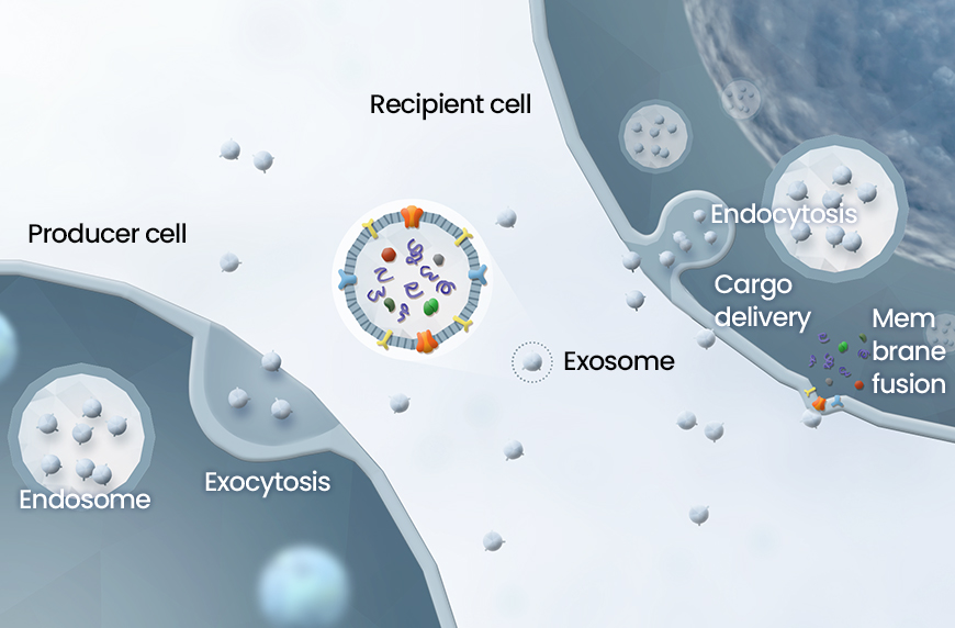 Cycle fonctionnel des exosomes