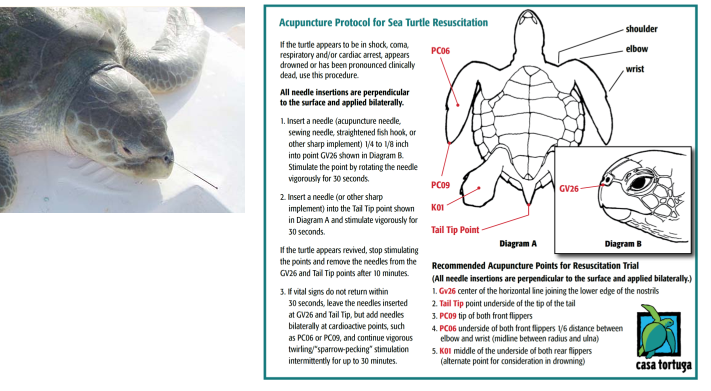 Protocole réanimation tortues Figure 4