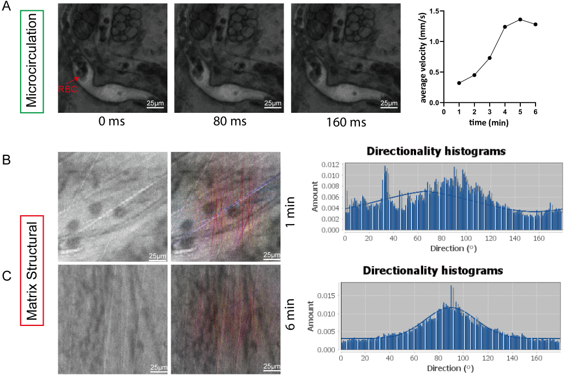 Observation confocale in vivo des effets tissulaires sous acupuncture